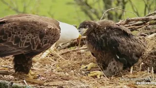 Decorah North Eagles,WTG DN9,Grab That Fish 5/16/19