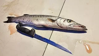 Catch And Cook Barracuda! This Is a Must Have!