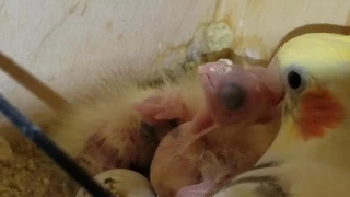 Mommy cockatiel feeding his babies