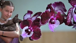 Роскошь орхидея Биг Лип бархат ❤ шикарный губастик