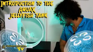 Introduction to the AquaX Jellyfish Tank | Gallery Aquatica TV