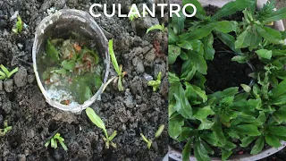 CULANTRO