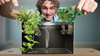 5 Easy House Plants That Filter Your Aquarium