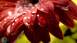 Soothing Piano Rain Sounds for Sleep, Study, Relaxation 194