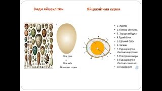 Статеві клітини