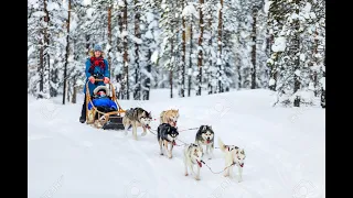 Aventura cu sanie trasa de caini HUSKY- Vikingii Saltareti