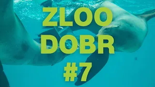 Zloo dobr z ZOO Ljubljana E7: morski lev