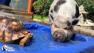 Rescue Pig's Better Half Is A Tortoise | The Dodo Odd Couples