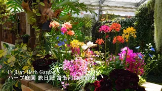 Fujisan Herb Garden has many wonderful mixed plantings.