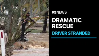 Motorist clings to tree for hours in swollen Alice Springs river l ABC News