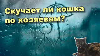 Скучают ли кошки по хозяевам?