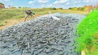 Top 5 Amazing Fishing Video On Dry Season! Unique Fishing Catfish Big Fish In Dry Field!