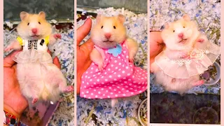 Funny and Cute Hamster Videos Compilation - Funniest Hamsters Of All Time 2022 - #22