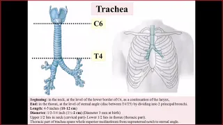 Anatomy (2). (dr.Basma). Trachea and bronchi.