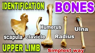 Upper limb bones ll identification ll side determination || anatomy of upper limb || bones ||