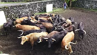 JAF - The Cows That Came From Santiago Domecq - Terceira Island - Azores