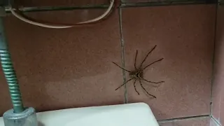 Huntsman Spiders are so Fast!