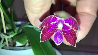 Орхидея Phalaenopsis Lueddemanniana (CRAMER X POPOW). February, 27. 2021