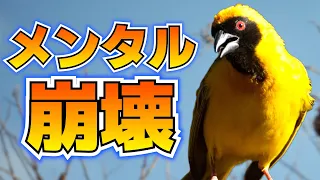 恋するメンガタハタオリ、屈辱を味わう