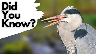 Things you need to know about GREY HERONS!