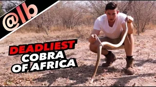 DEADLIEST Cobra Of Africa: The Cape Cobra!