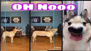 Time Warp Scan TikTok Compilation Funny Dogs And Cats Reaction-2020