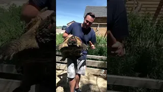 alligator snapping turtle vs carrot