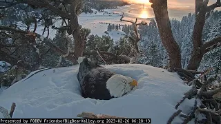 The morning after the snowstorm FOBBV CAM Big Bear Bald Eagle Live Nest Cam 1 / Wide View - Cam 2