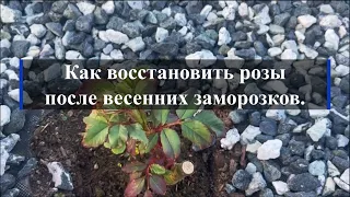 Как восстановить розы после весенних заморозков. Питомник растений Е. Иващенко