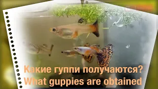 Как вам эти гуппи (Poecilia reticulate) How are you these guppies?