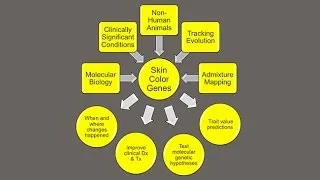 CARTA: Unique Features of Human Skin–Mark Shriver: The Genetics of Skin Pigmentation