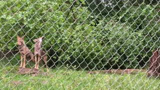 Family of red wolves howl together