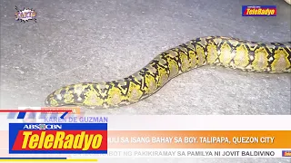 10-talampakang sawa nahuli sa isang bahay sa Brgy. Talipapa, Quezon City | Sakto (12 Dec 2022)