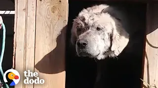 Dog Left Behind in Doghouse Finds a Mom Who Loves Him | The Dodo