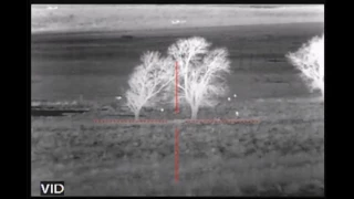 Thermal Coyote Hunting with the ATN ThOR   13 Coyotes Down