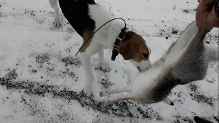 Охота На Зайца С Щенками РПГ! Супер Кадры)