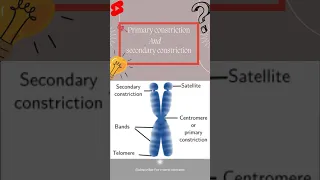 primary and secondary constriction l structure of chromosome #ytshorts #shorts