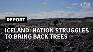 Iceland tries to bring back trees razed by the Vikings | AFP