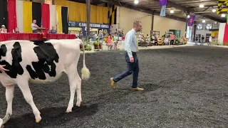 4-H/FFA Dairy Cattle Showmanship