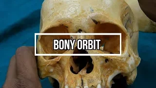 Bony Orbit