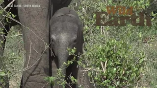 WildEarth - Sunrise - 19 November 2021