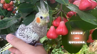 Do Birds Love Wax Apples?