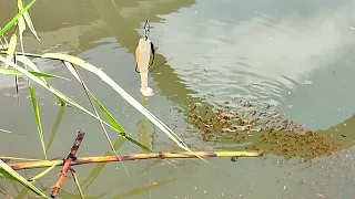 Situasi yang di sukai Para Pemancing gabus