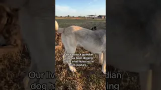 When recon cat gives orders to the livestock guardian dogs for the ultimate cover they listen..