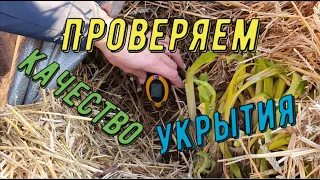 Проверка качества укрытия. Виноградник Вадима Точилина.