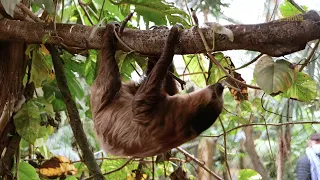 Rencontre entre Raoul et Laya, les paresseux !