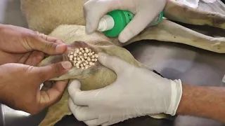 Not Possible?! Removal 40000+ MAGGOTS From MOTHER DOG! Remove & Deworming MAΝGOWORMS!