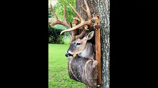 150 Class Archery Buck, Arkansas Public Land, 2019