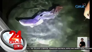 "Blanket octopus", namataang palutang-lutang sa dagat na sakop ng Gumaca, Quezon | 24 Oras