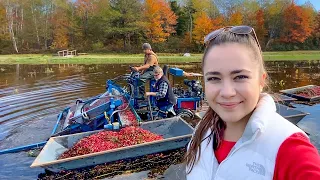 Wet Cranberry Harvest 2021